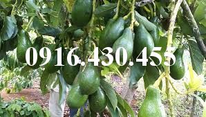 Cây giống bơ sáp